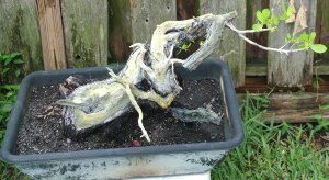 Buttonwood_In_The_Beginning