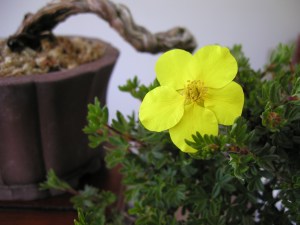 Potentilla