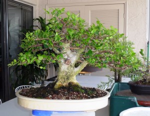 ficus before