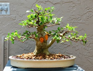 after major branches pruning and repot