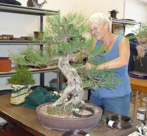 Martha and her Australian pine