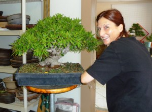 willow leaf ficus and Dorothy