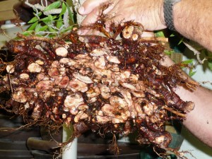 after cutting tangel roots from the bottom