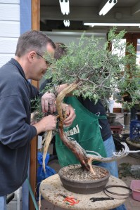 bonsai 5,6-09 007 bonsai 5,6-09 007