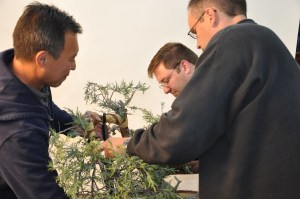 bonsai 5,6-09 023 bonsai 5,6-09 023