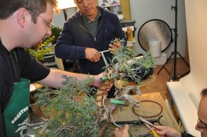 bonsai 5,6-09 027 bonsai 5,6-09 027