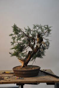 bonsai 5,6-09 030 bonsai 5,6-09 030