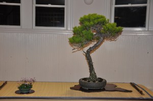 bonsai 5,6-09 079