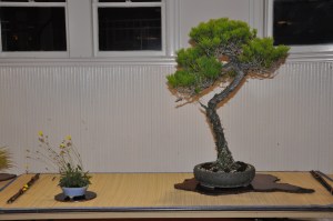 bonsai display 5,6-09 082 bonsai display 5,6-09 082