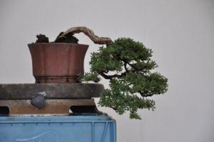 Styled Potentilla Bonsai