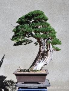 Shimpaku grafted after shot