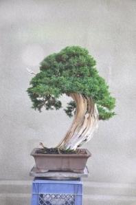 Shimpaku grafted before shot