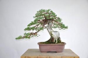 Robert Johnnys Bonsai after