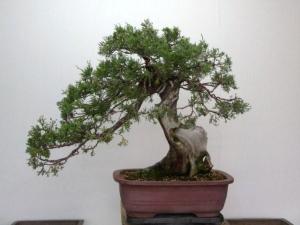 Robert Johnnys bonsai before