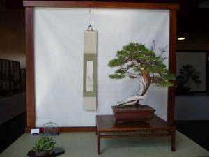 California Juniper PT 2009