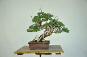 Western Juniper 2009