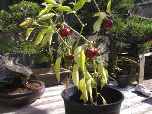 peppers perter and jeff s 001