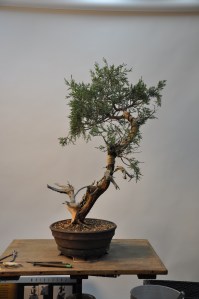 bonsai 5,6-09 011
