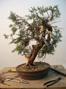 Jonh  bent juniper