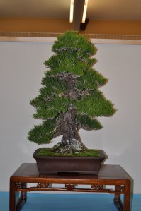 Members Choice award large conifer