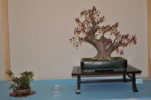 Members Choice Award Large Deciduous/Board leaf