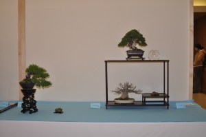 Members Choice Award Shohin Conifer 